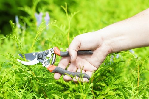 Healthy tree after pruning