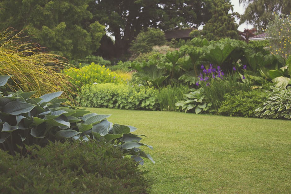 A well-maintained front garden featuring a lush, neatly trimmed lawn with vibrant green grass. In the foreground, a dense cluster of broad, dark green hosta leaves contrasts with the soft, verdant gra