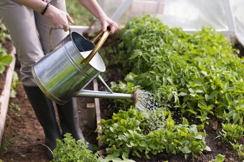 A person watering a neatly maintained vegetable garden with a metal watering can, positioned over lush green lettuce and other leafy vegetables. The garden beds are bordered by soil, and the vibrant plants exhibit various shades of green. In the background, there are taller plants and hedge-like greenery, indicating an organized outdoor space possibly within a front or back garden area. The scene depicts outdoor gardening activity on a bright, natural day, with sunlight illuminating the healthy foliage. This setting reflects professional gardening and landscaping practices typical of services offered by companies like Lawn Mowing Wanstead, with a focus on garden upkeep, planting, and lawn care management in Wanstead or nearby areas.